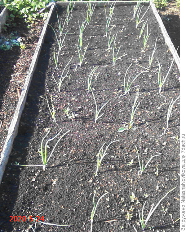 эксибишен растёт