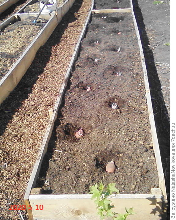 картошечка посажена