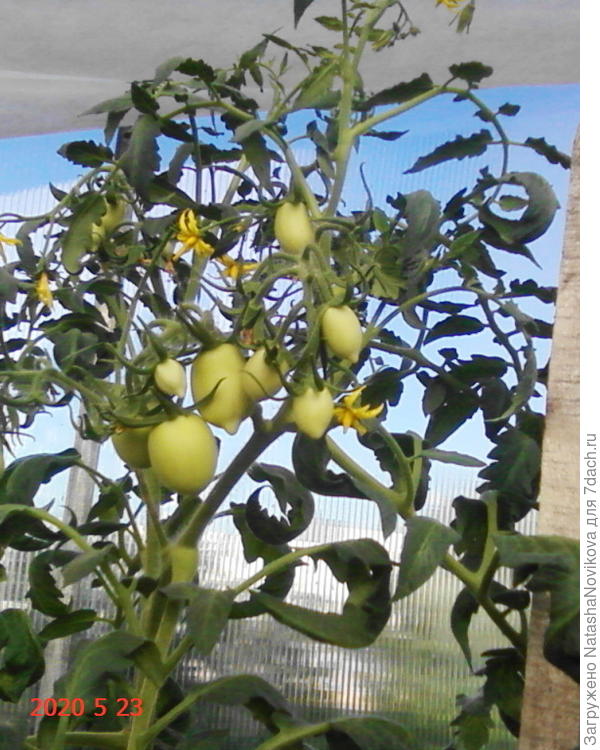 москвич то же:))