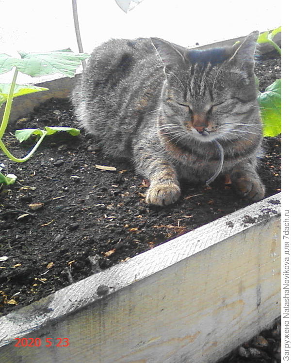 Масяна с патиссонами:))