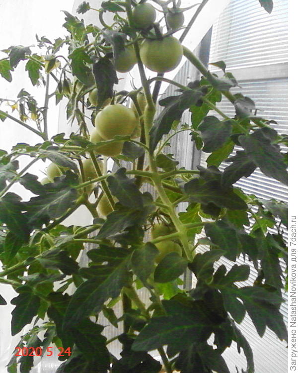 ямал наливается:))