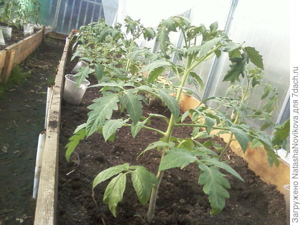 ещё один мой позор - не успеваю сделать ярлычки для томатов