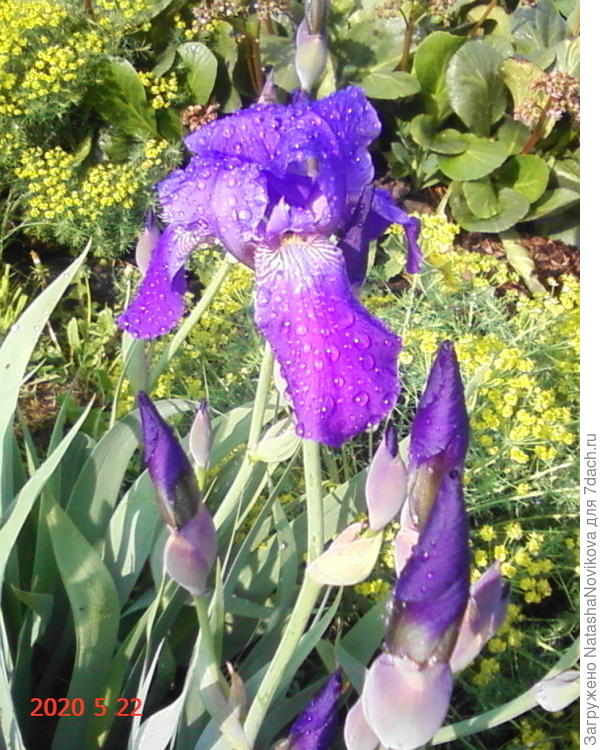 ирис напился