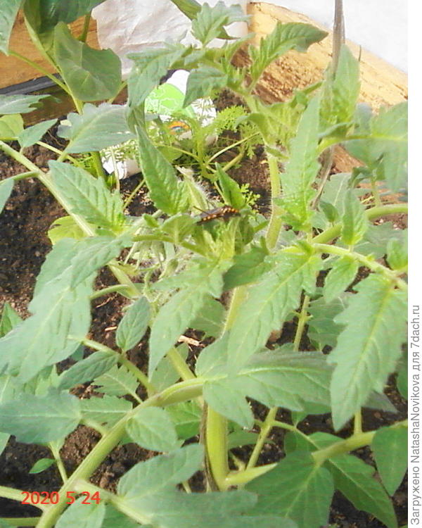 какой то жук поселился на томатах