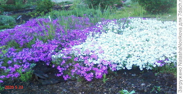 а это мой позор, не успеваю полоть:))