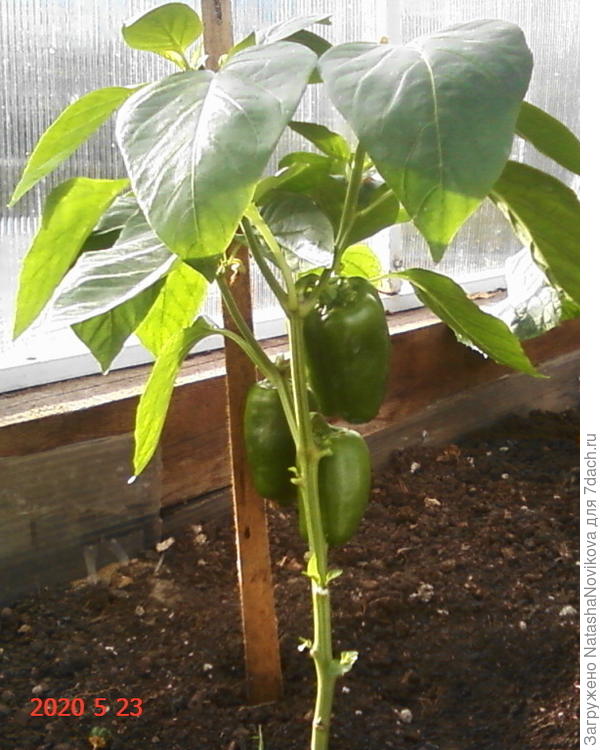 перчики растут