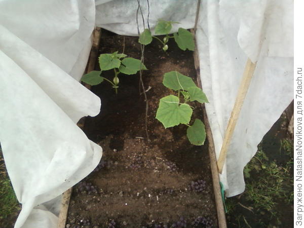 внутри теплицы соорудила домик:)) ночью сегодня было +6°