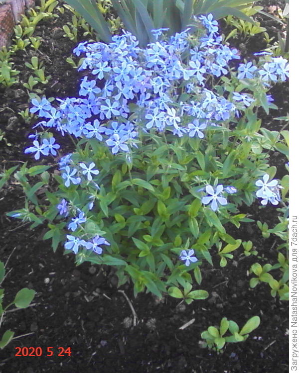 многолетники цветут