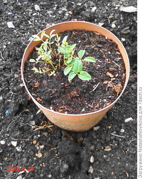 клопогон Мила прислала