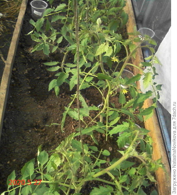 томаты живые и цветут