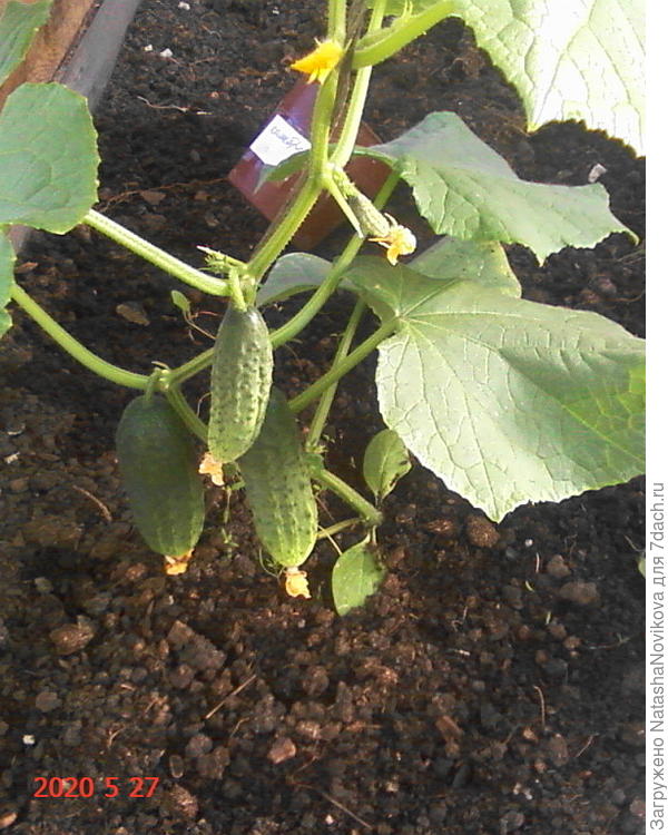 огурчики пережили