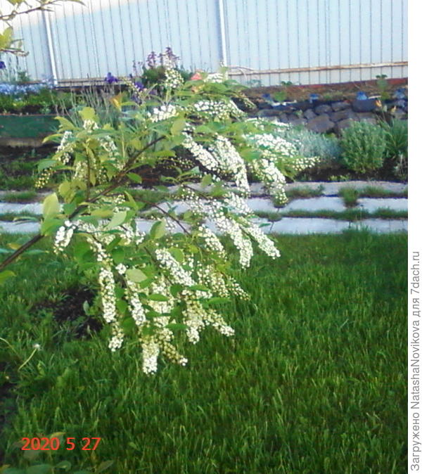 замёрзшая черёмуха сегодня зацвела