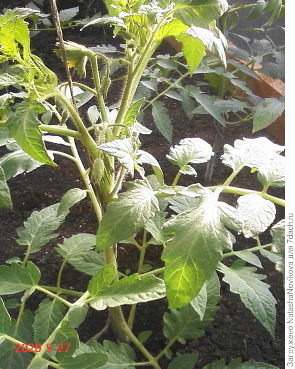 на верхних листочках впервые появился конденсат ((