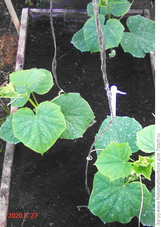 тестированные матвейки, опрысканные молоком, то же справились с похолоданием:))