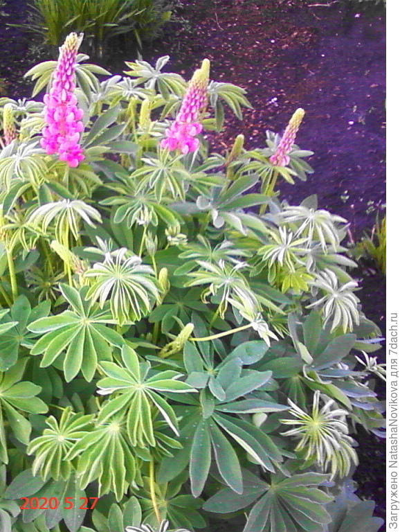 даже люпину не уютно