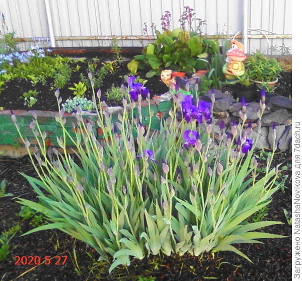 ирису ничего не страшно