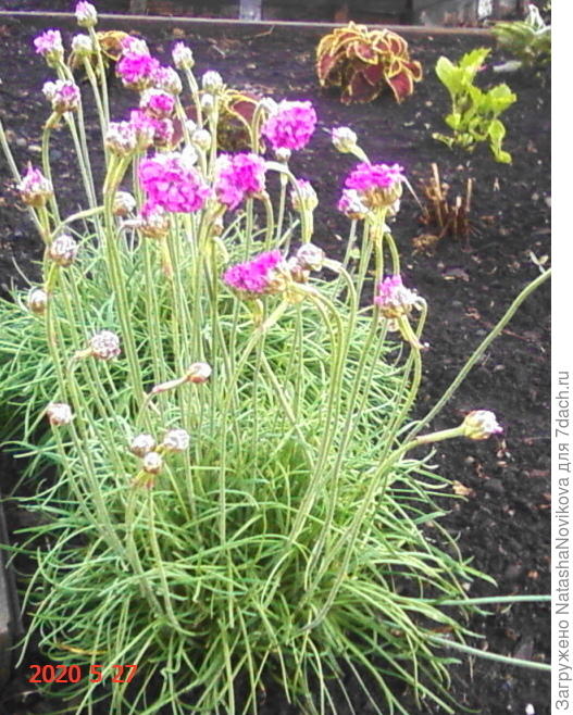 армерия то же