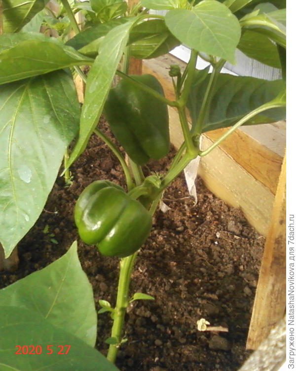 перчики то же