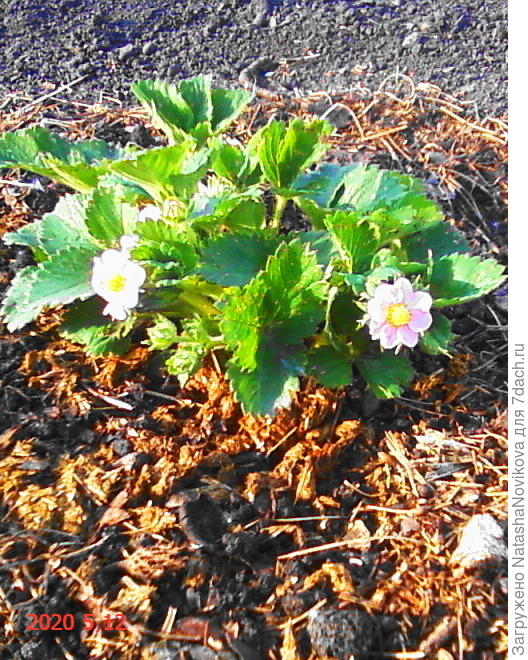 с розовыми цветочками до нападения вредителей