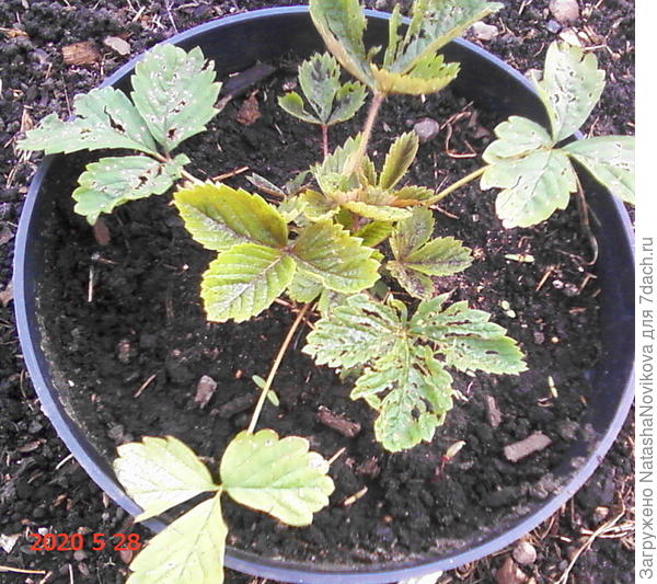 золотинка покоцанная