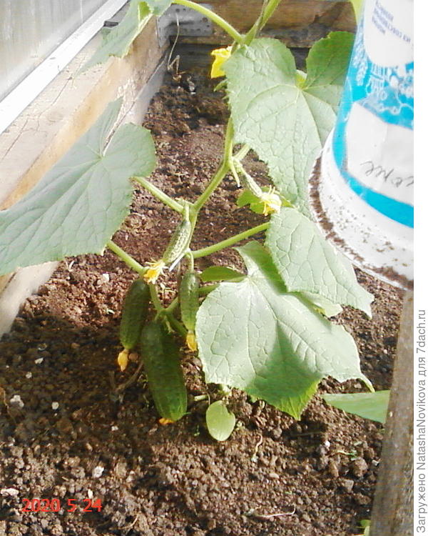 пташка ранняя