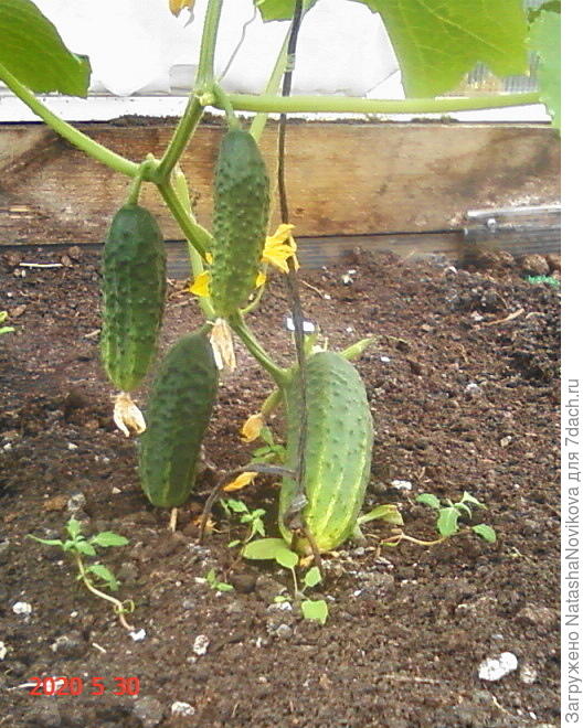 потом опять лето