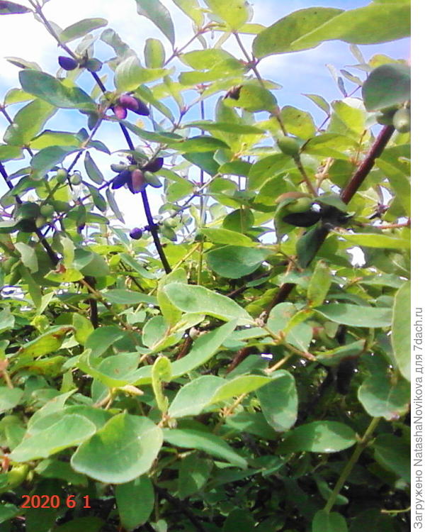 ягодка спеет:))