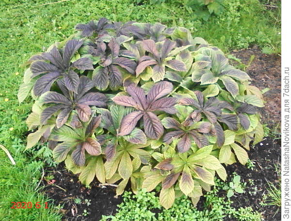 роджерсию побило