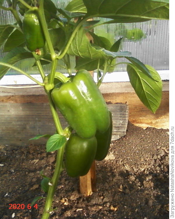 эти то же выстояли