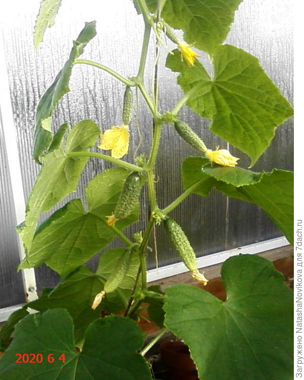 пташка то же