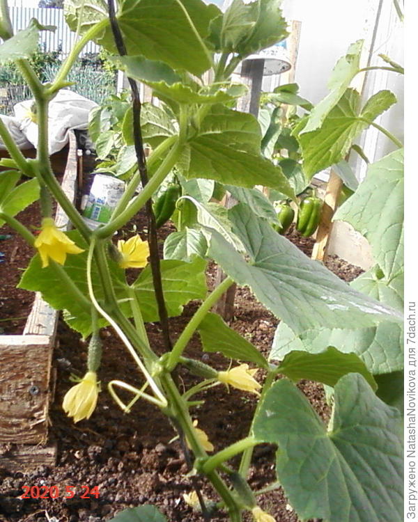 жёлтые цветочки:))