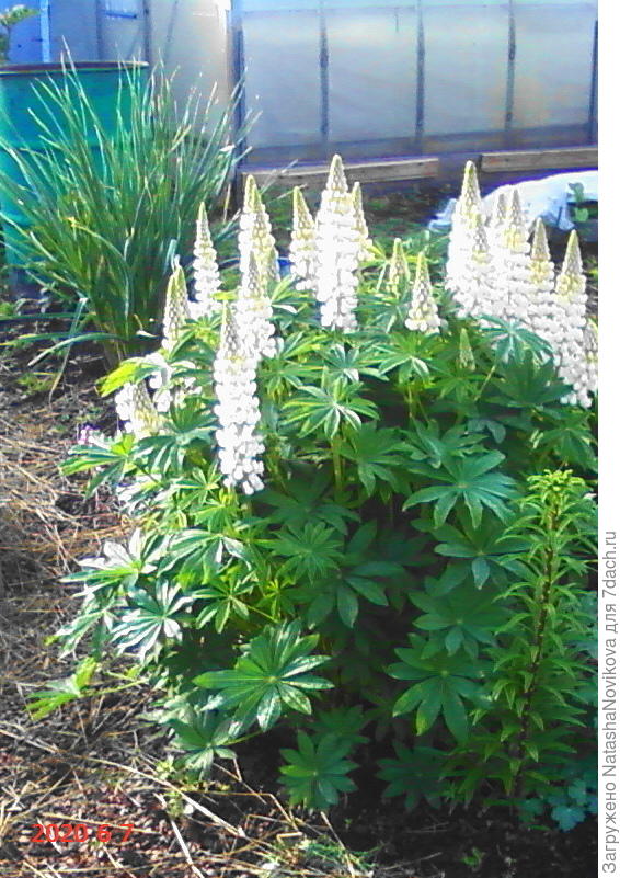 второй сезон после высадки - дебри