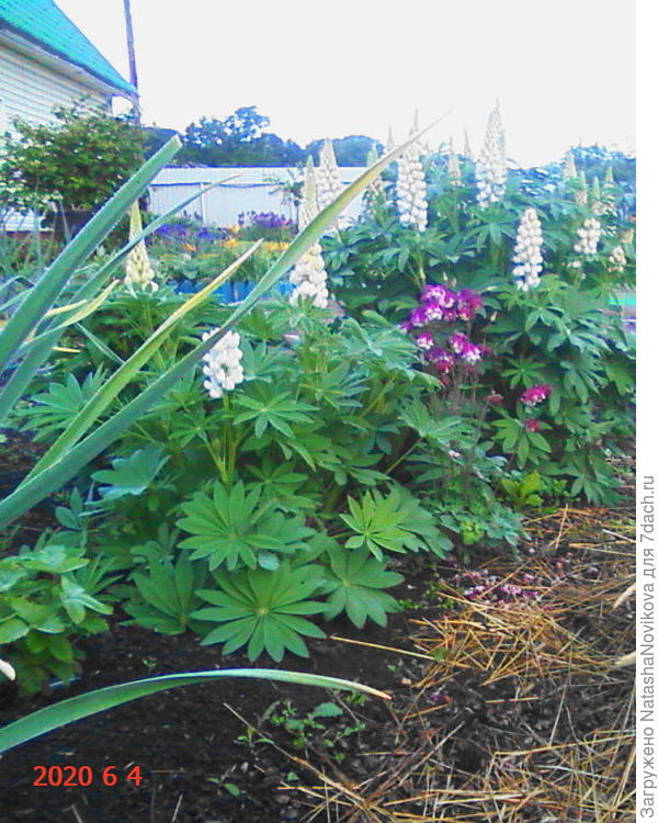 размножается от корня на раз/два