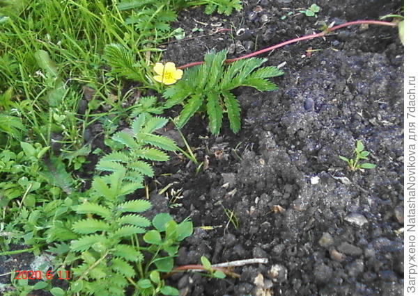 а это её усики, которыми она размножается.