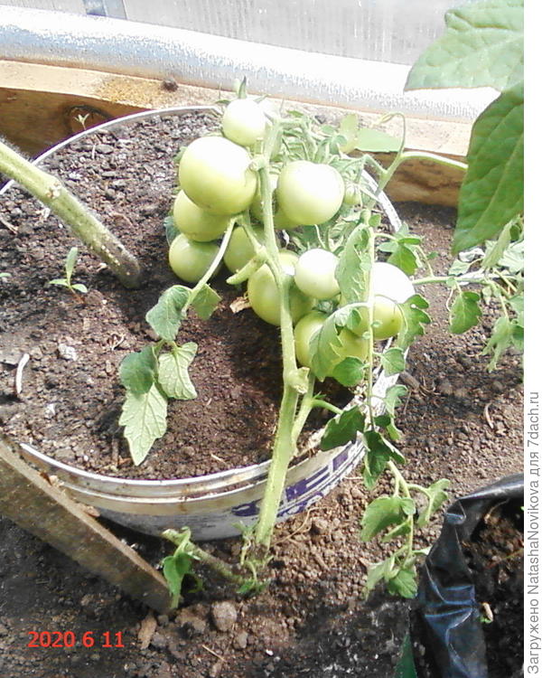 тяжеленькая ветка