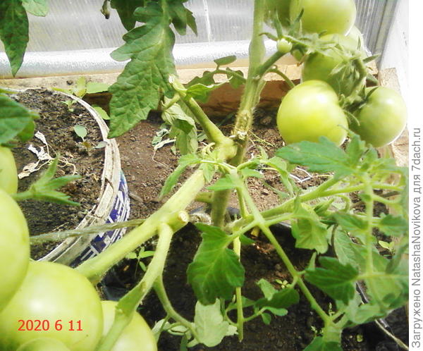 утром обнаружила