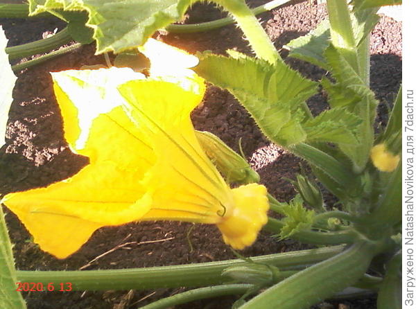 патиссончик