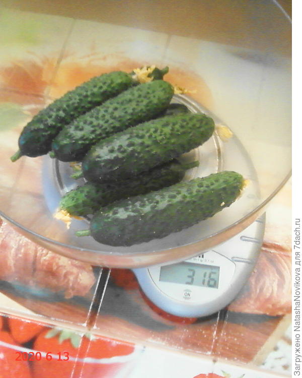огурчики