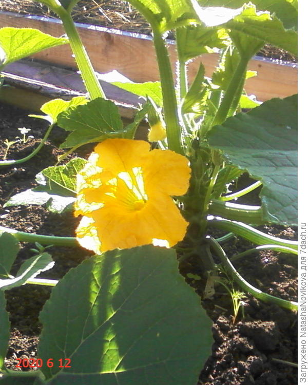 ну очень позитивное, радостное, летнее растение, не овощ - сказка :))