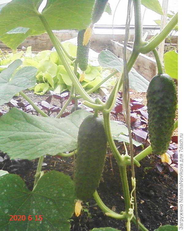 переростки