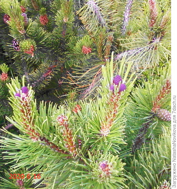 симпатяшки