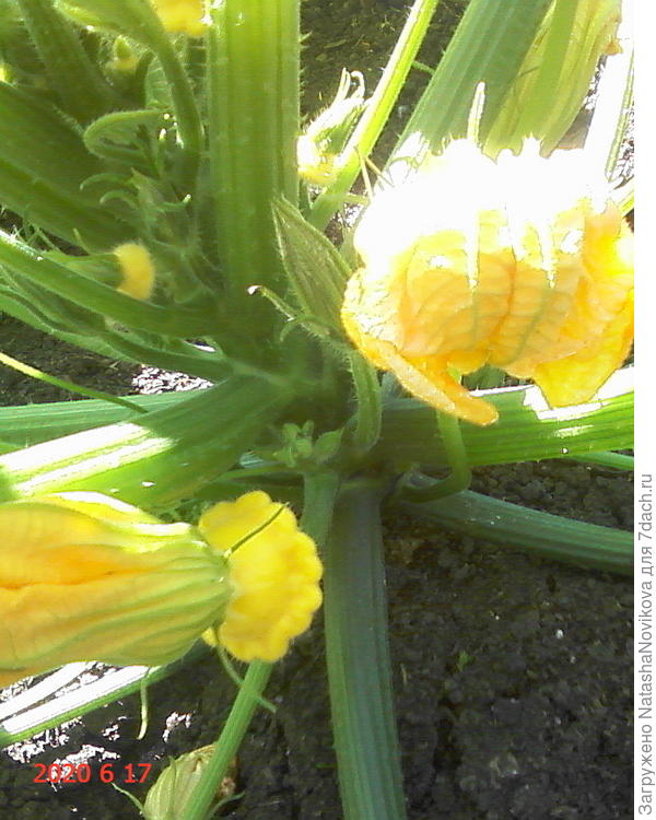 сегодня, лапочки вкусняшки