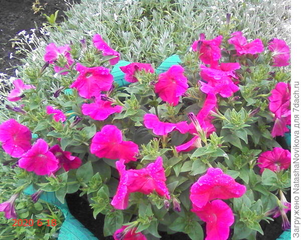 петунья от Поиска сегодня в очередной дождливый день, уж на что я ровно дышу к этоу модному цветку, но гибрид понравился стойкость к полеганию от дождей и яркостью:))