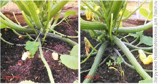 как будто бы кто то срезает цветы