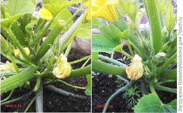 опадают цветы, вредителей не обнаружила