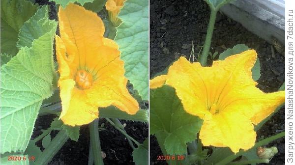 цветы и мужские и женские имеются, листья чистые