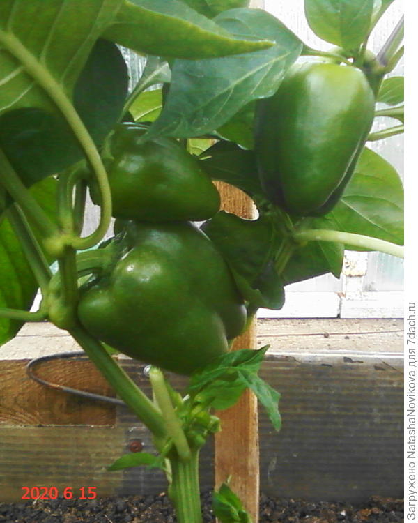 перчики давно едим