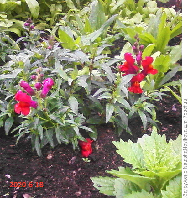 львиный зев прибит дождями