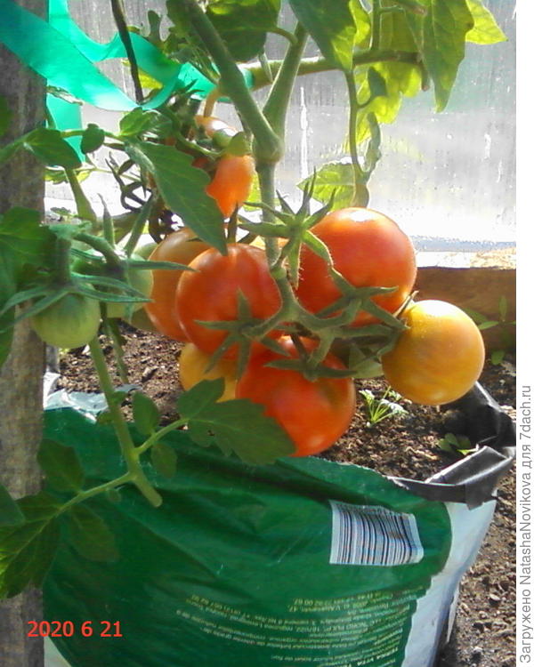 томатики то же уже попробовали