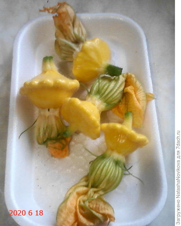 патиссончики